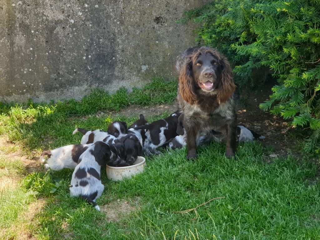 des monts d'argonne - Chien d'Oysel allemand - Portée née le 21/05/2023