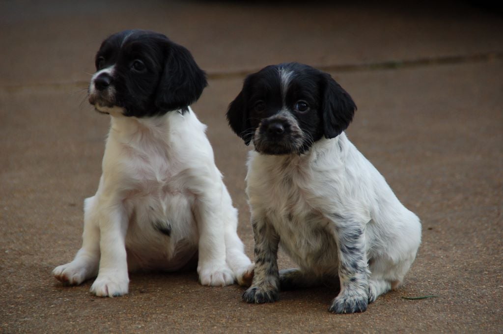 Des fossés de Javersy - Les Chiots ont 5 semaines....