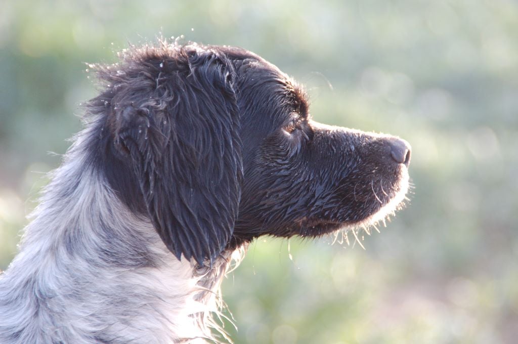 Des fossés de Javersy - Bilan Saisons Printemps 2015