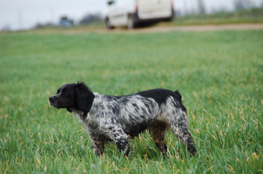 Des fossés de Javersy - L'open de France des chiens d'arrêts dans le Pas-de-Calais.