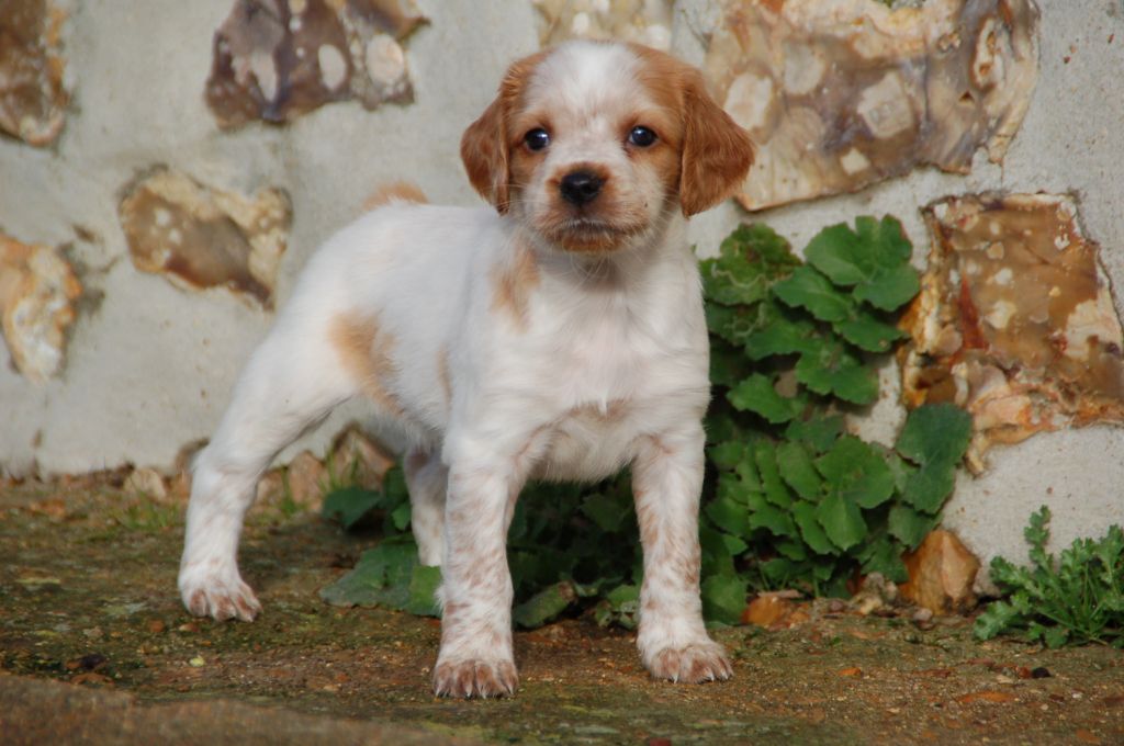 Des fossés de Javersy - Chiots disponibles