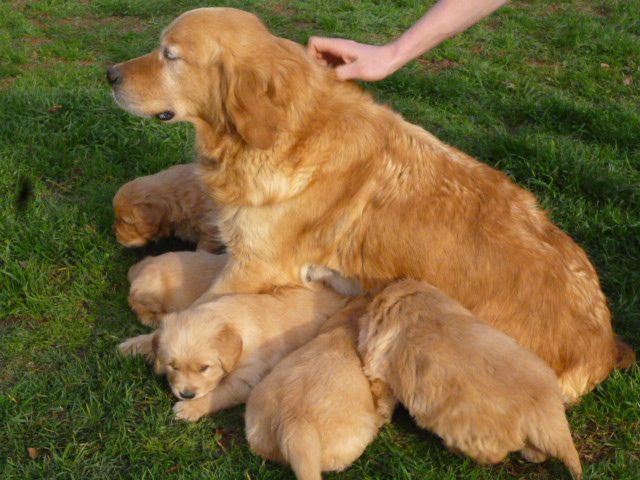 Chiot Golden Retriever du vieux tilleul de Boistillet