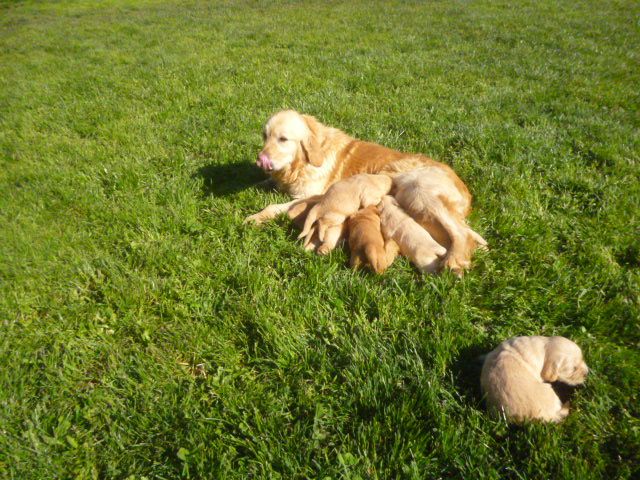 Chiot Golden Retriever du vieux tilleul de Boistillet