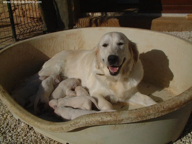 Chiot Golden Retriever du vieux tilleul de Boistillet