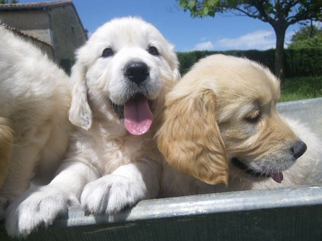 Chiot Golden Retriever du vieux tilleul de Boistillet