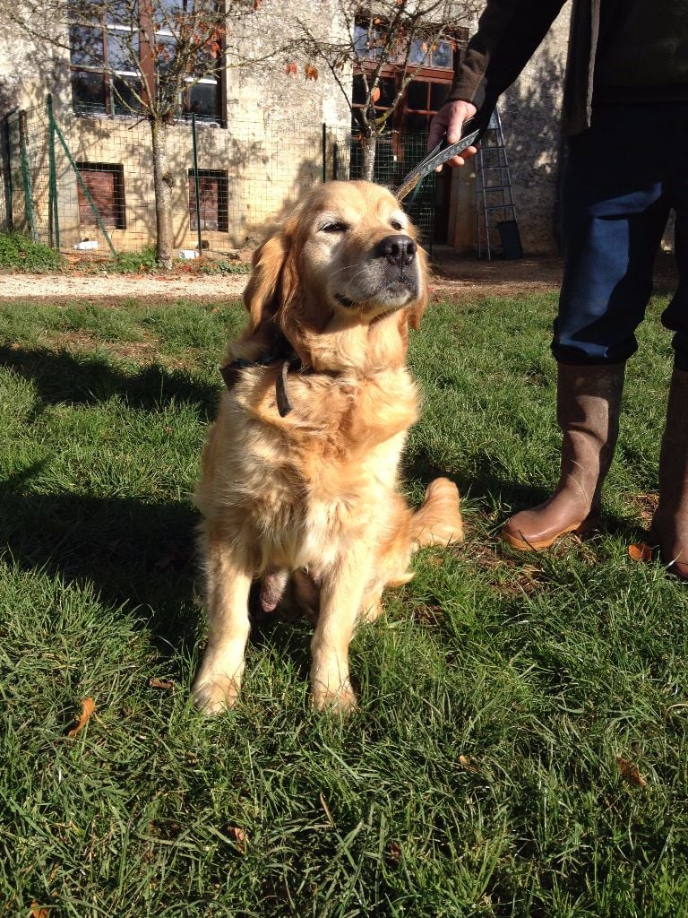 Chiot Golden Retriever du vieux tilleul de Boistillet