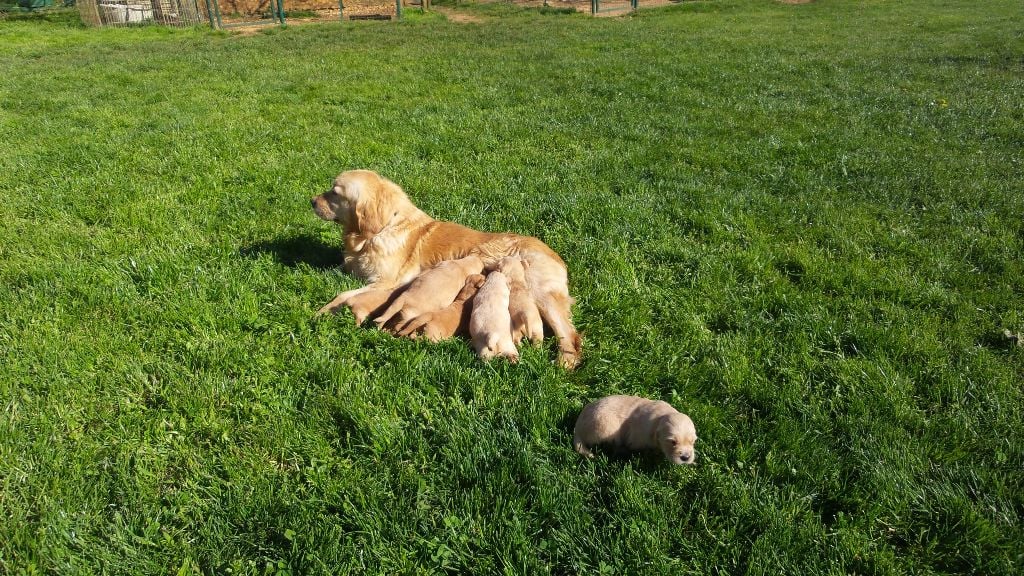 Chiot Golden Retriever du vieux tilleul de Boistillet