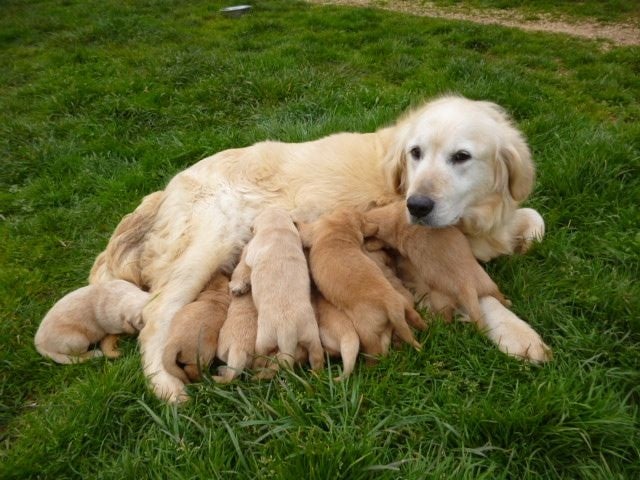 Chiot Golden Retriever du vieux tilleul de Boistillet