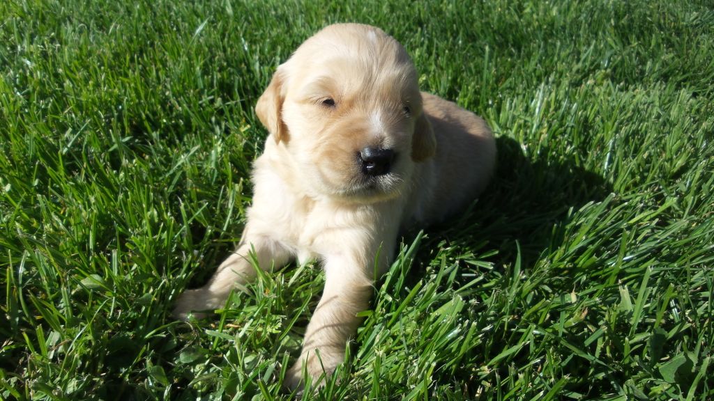 Chiot Golden Retriever du vieux tilleul de Boistillet