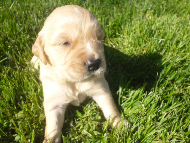 Chiot Golden Retriever du vieux tilleul de Boistillet