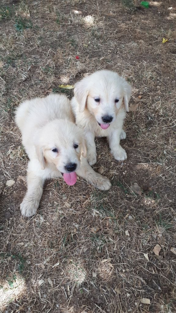 Chiot Golden Retriever du vieux tilleul de Boistillet