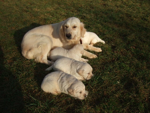 Chiot Golden Retriever du vieux tilleul de Boistillet