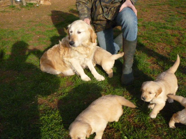 Chiot Golden Retriever du vieux tilleul de Boistillet