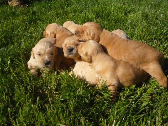 Chiot Golden Retriever du vieux tilleul de Boistillet