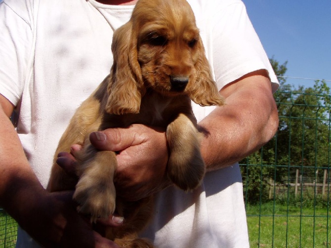 du Val de Courame - plus de chiots disponible 