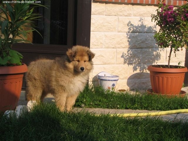 Chiot Colley à poil long du clos de l'ormois