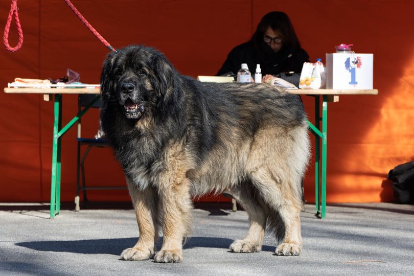 Hatchi de l'arche de Caux