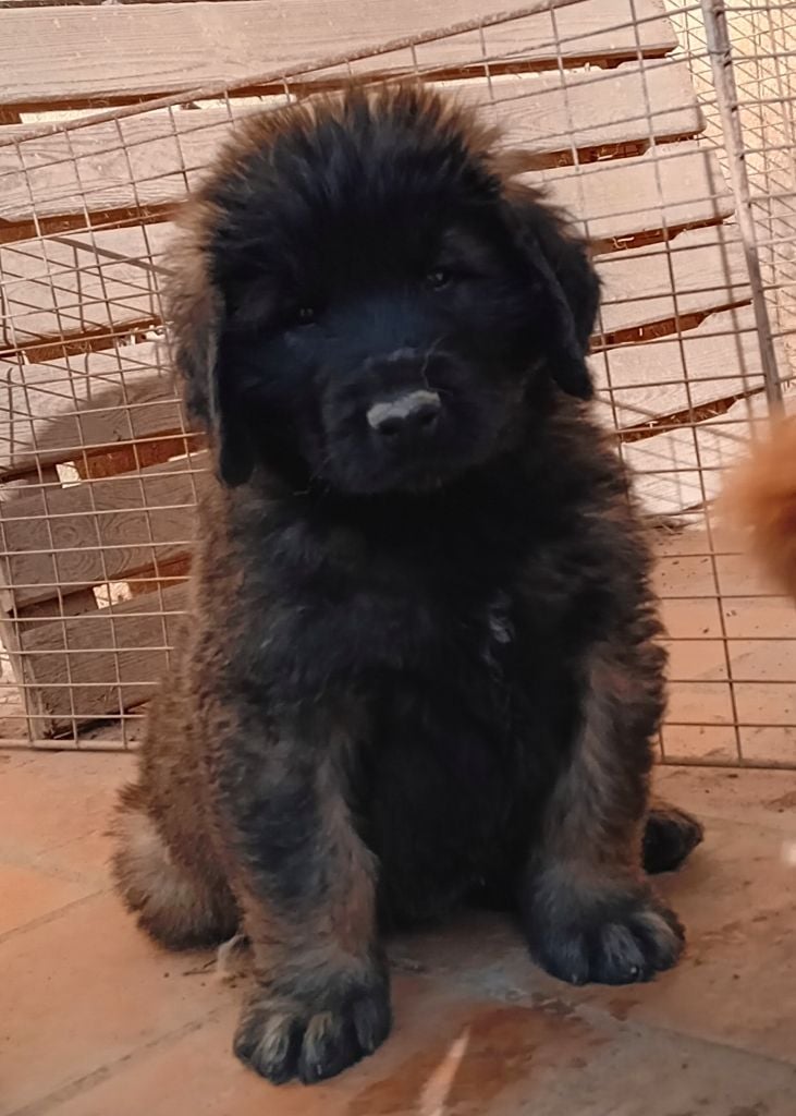 de l'arche de caux - Chiots disponibles - Leonberger