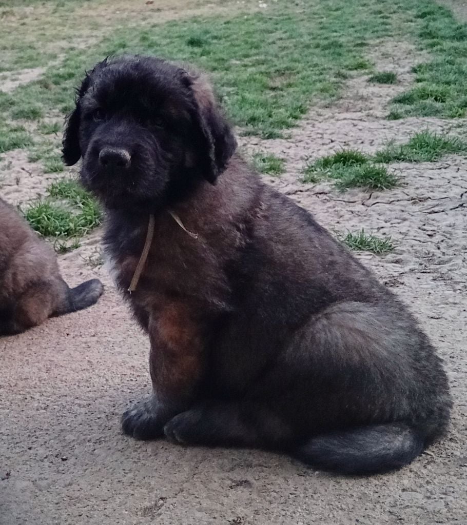 de l'arche de caux - Chiots disponibles - Leonberger