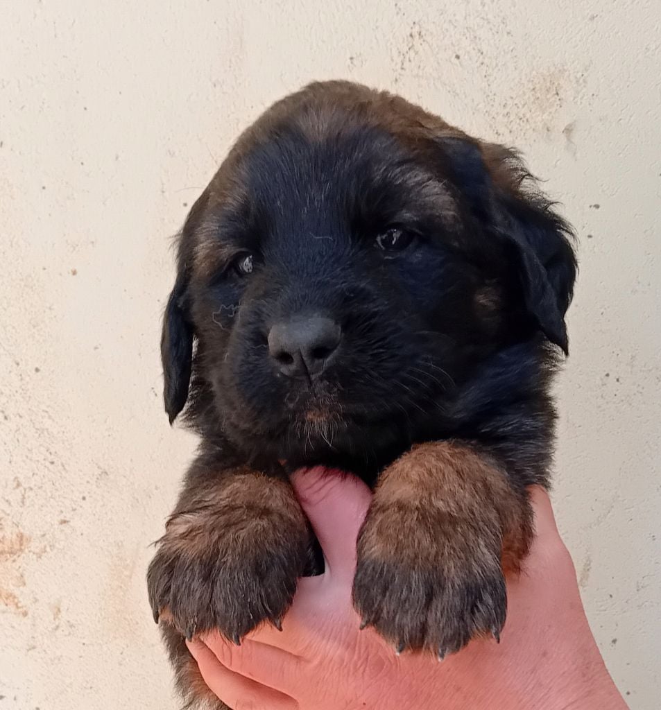 de l'arche de caux - Chiots disponibles - Leonberger