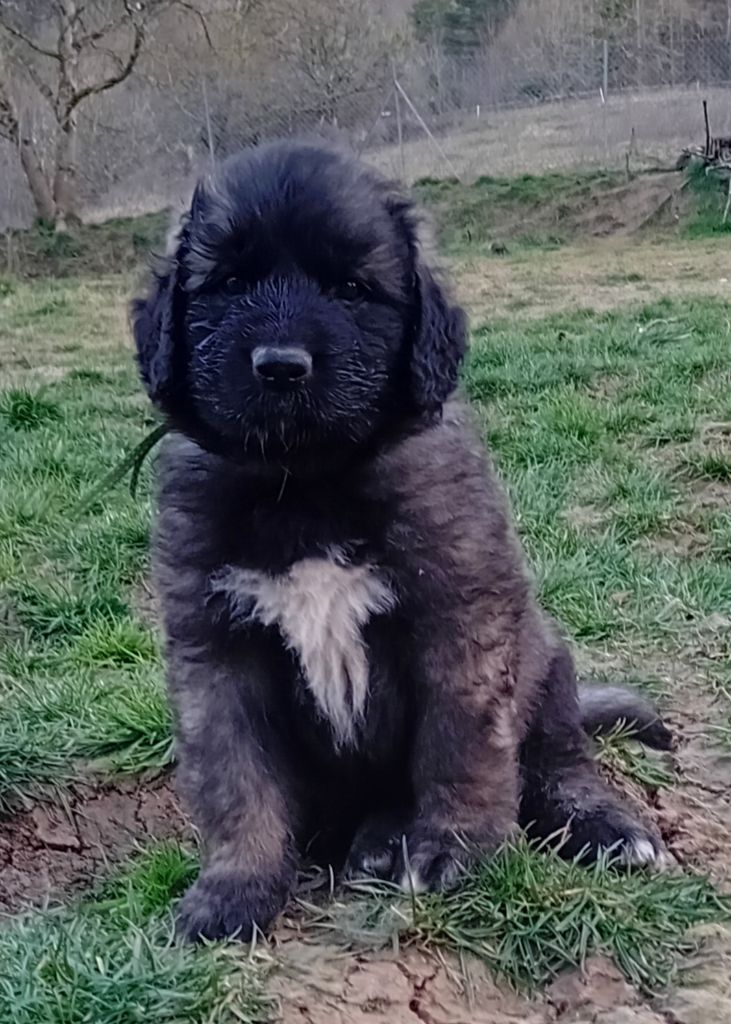 de l'arche de caux - Chiots disponibles - Leonberger