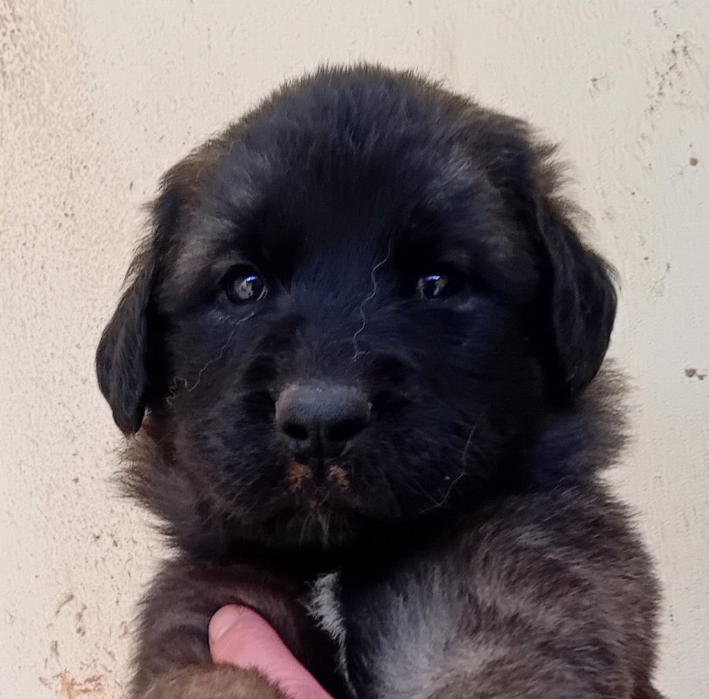 de l'arche de caux - Chiots disponibles - Leonberger