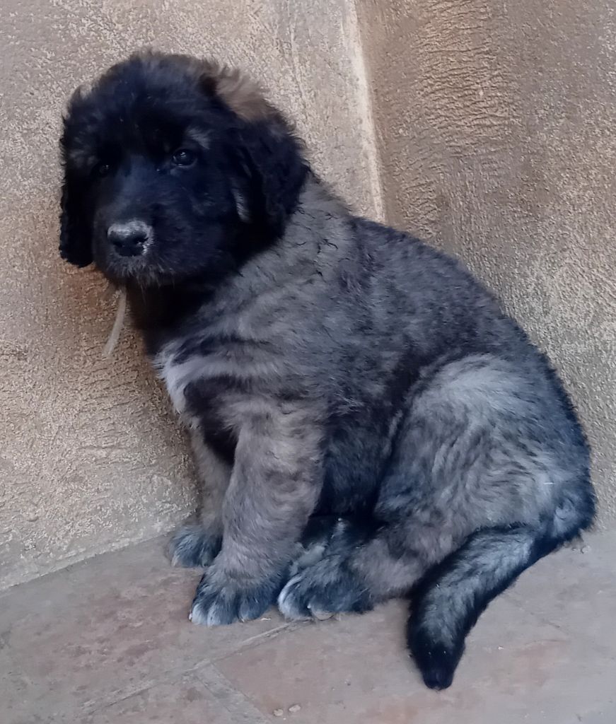 de l'arche de caux - Chiots disponibles - Leonberger