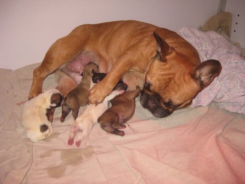 Chiot Bouledogue français du square du p'tit quinquin