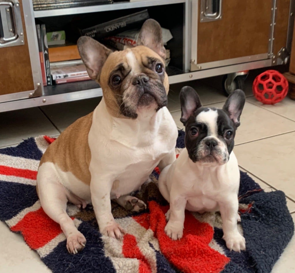 Chiot Bouledogue français du square du p'tit quinquin