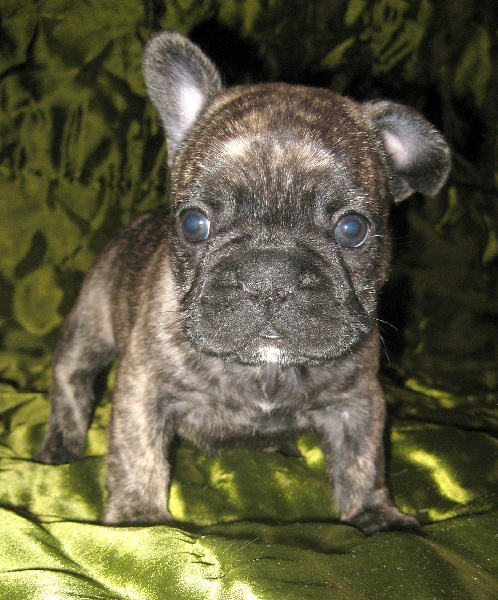 Chiot Bouledogue français du square du p'tit quinquin