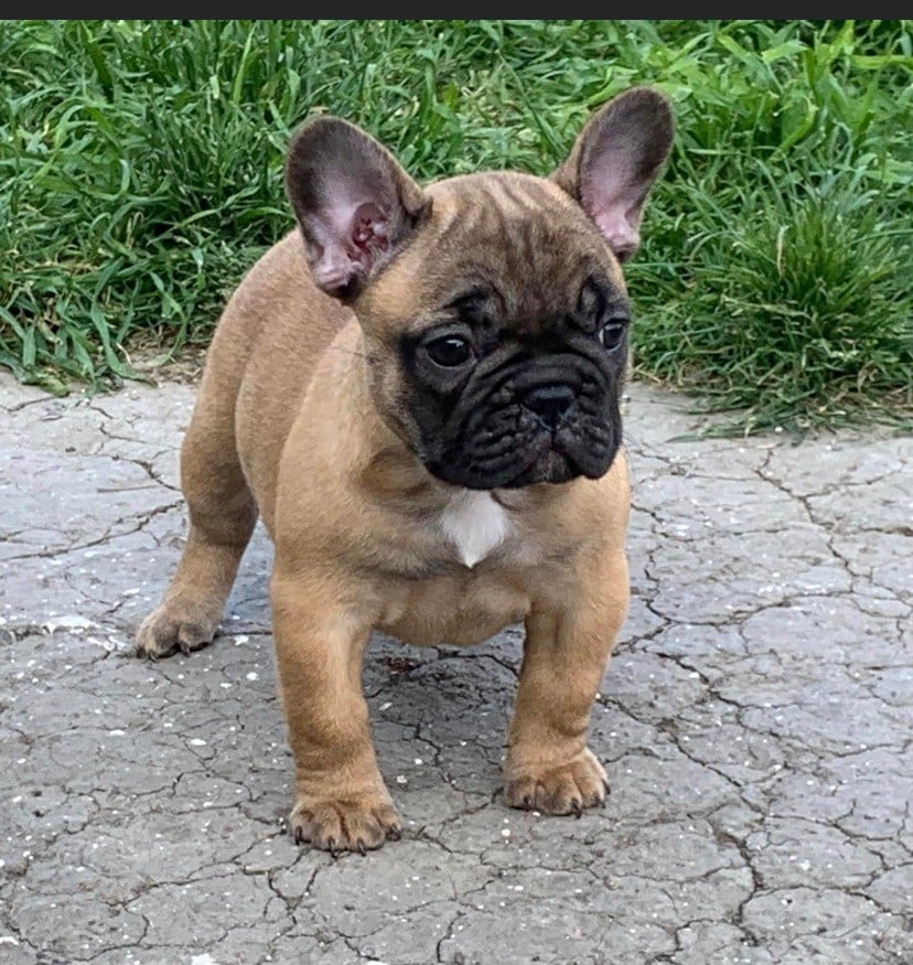 Chiot Bouledogue français du square du p'tit quinquin