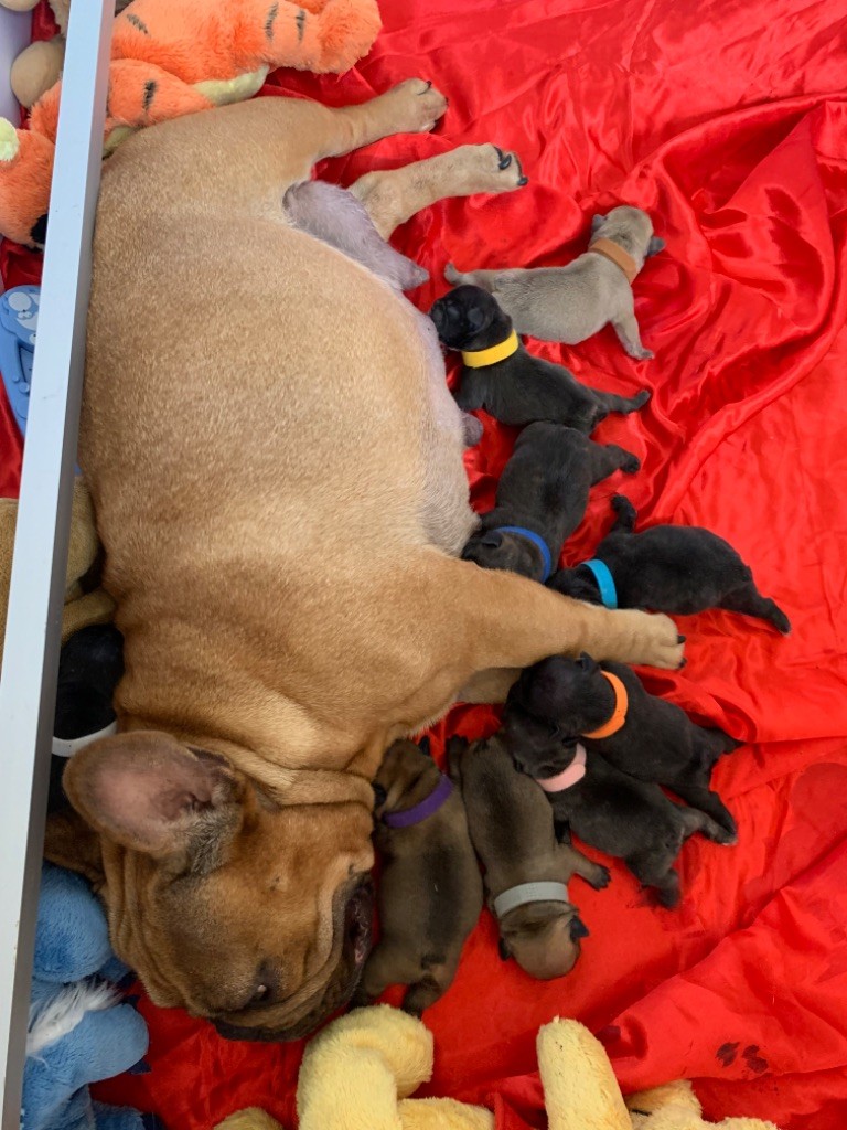 Chiot Bouledogue français du square du p'tit quinquin