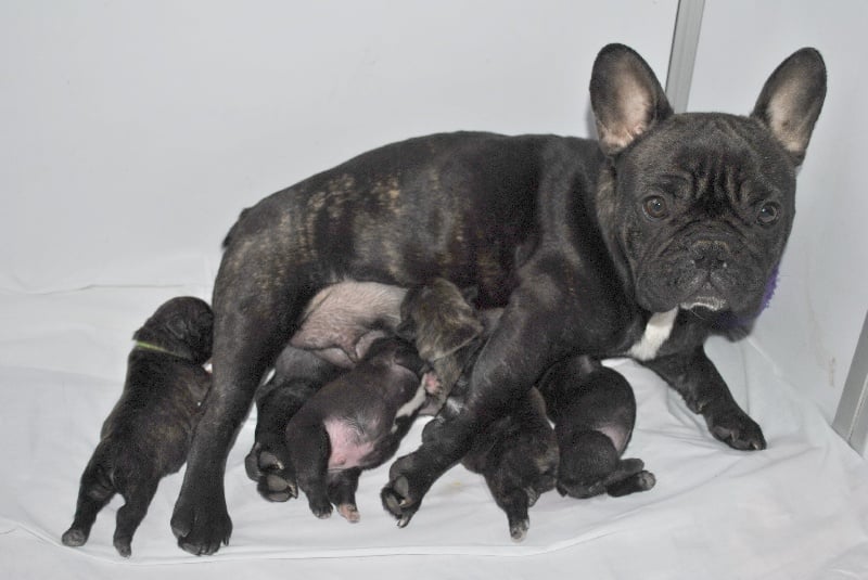 Chiot Bouledogue français du square du p'tit quinquin