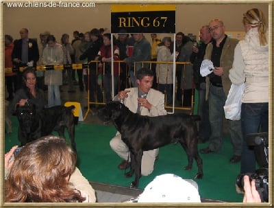 des Lares de l'Aurévière - World Dog Show 2006  - Poznan