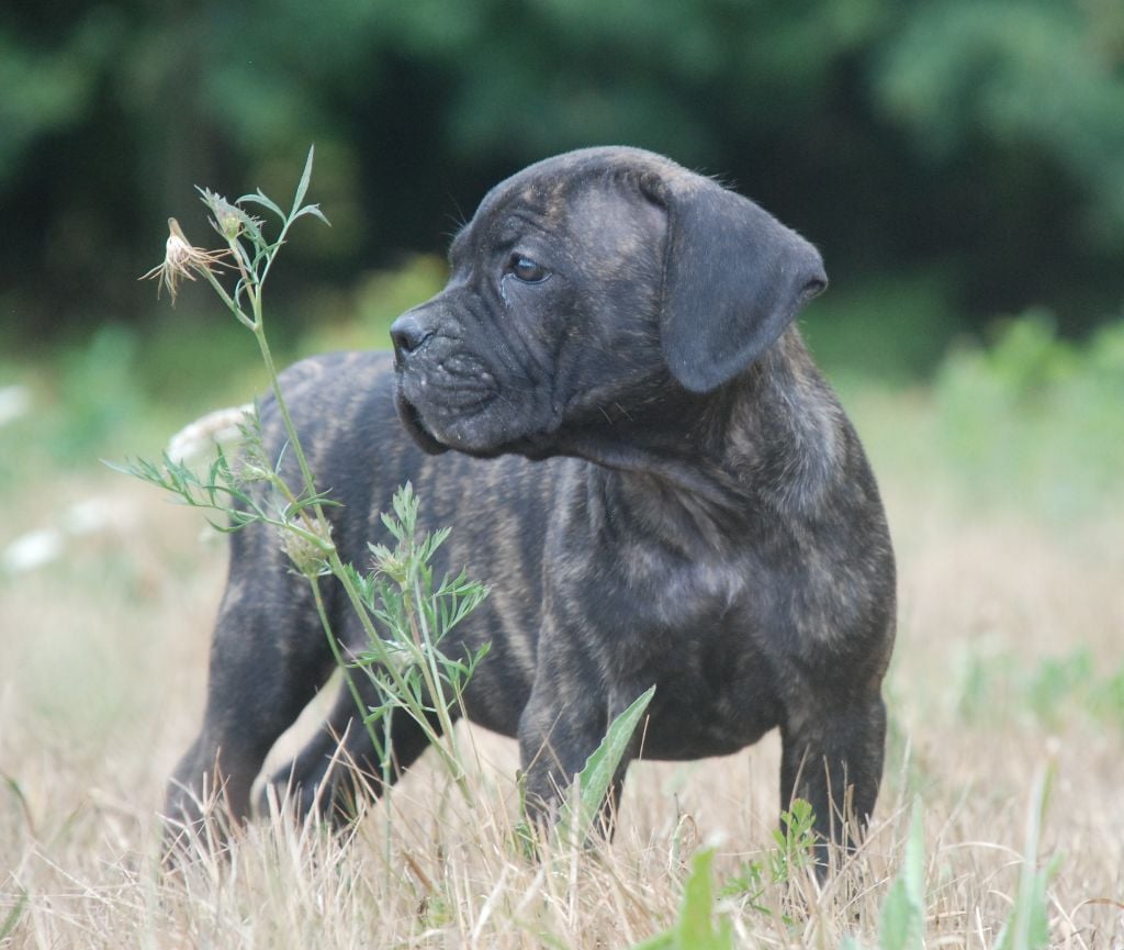 des Lares de l'Aurévière - Chiots disponibles - Cane Corso