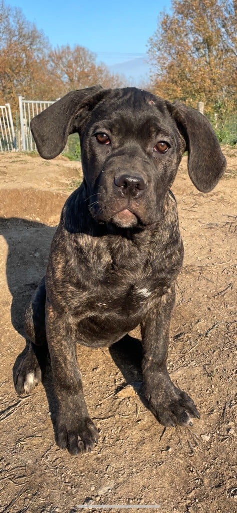 des Lares de l'Aurévière - Chiots disponibles - Cane Corso