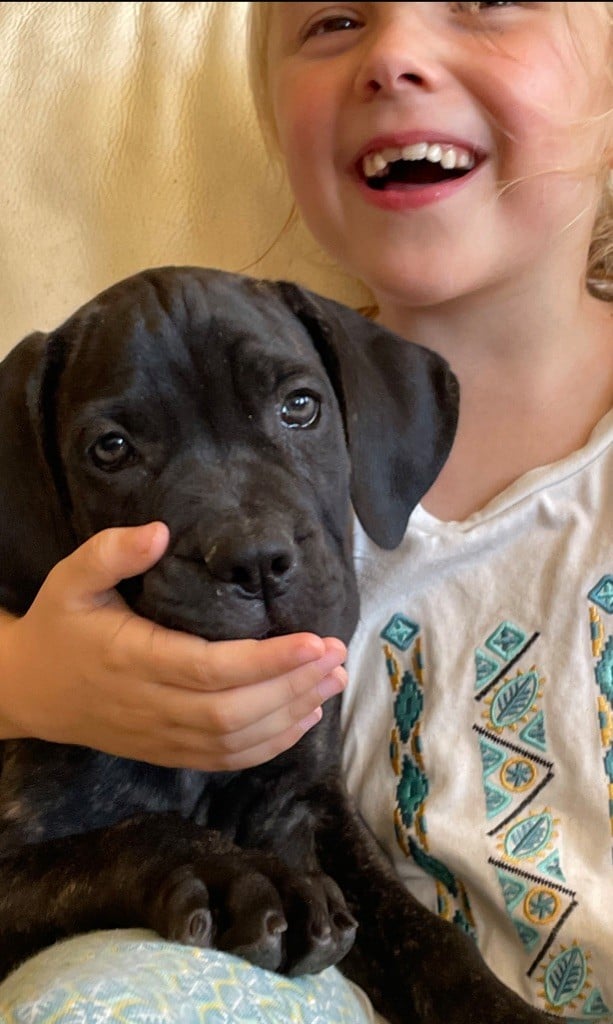 des Lares de l'Aurévière - Chiots disponibles - Cane Corso