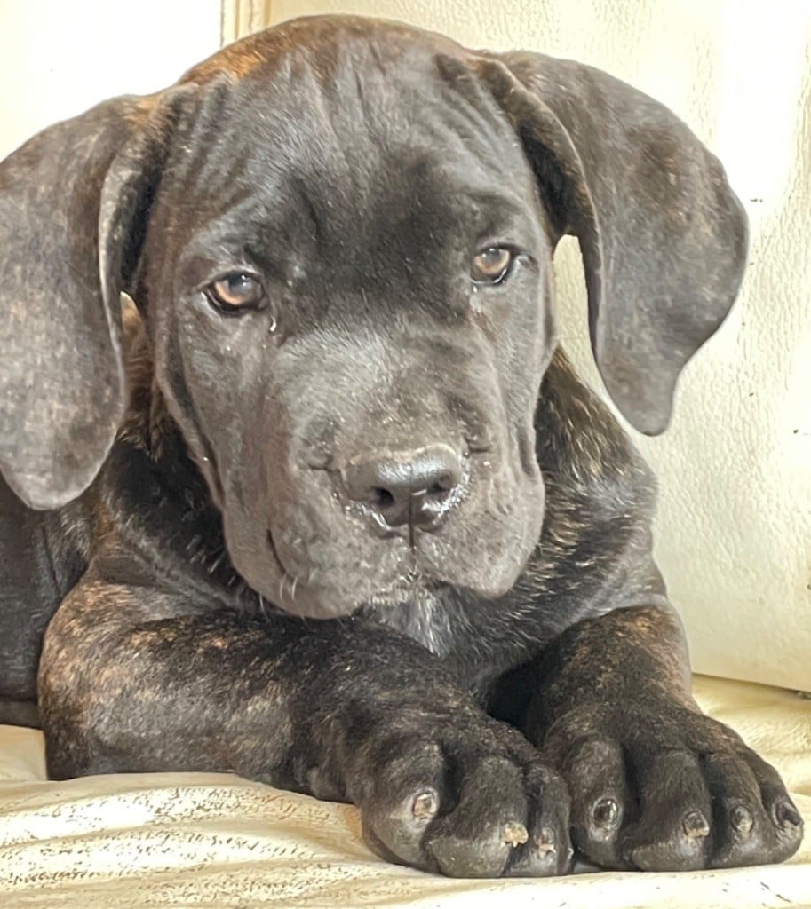 des Lares de l'Aurévière - Chiots disponibles - Cane Corso