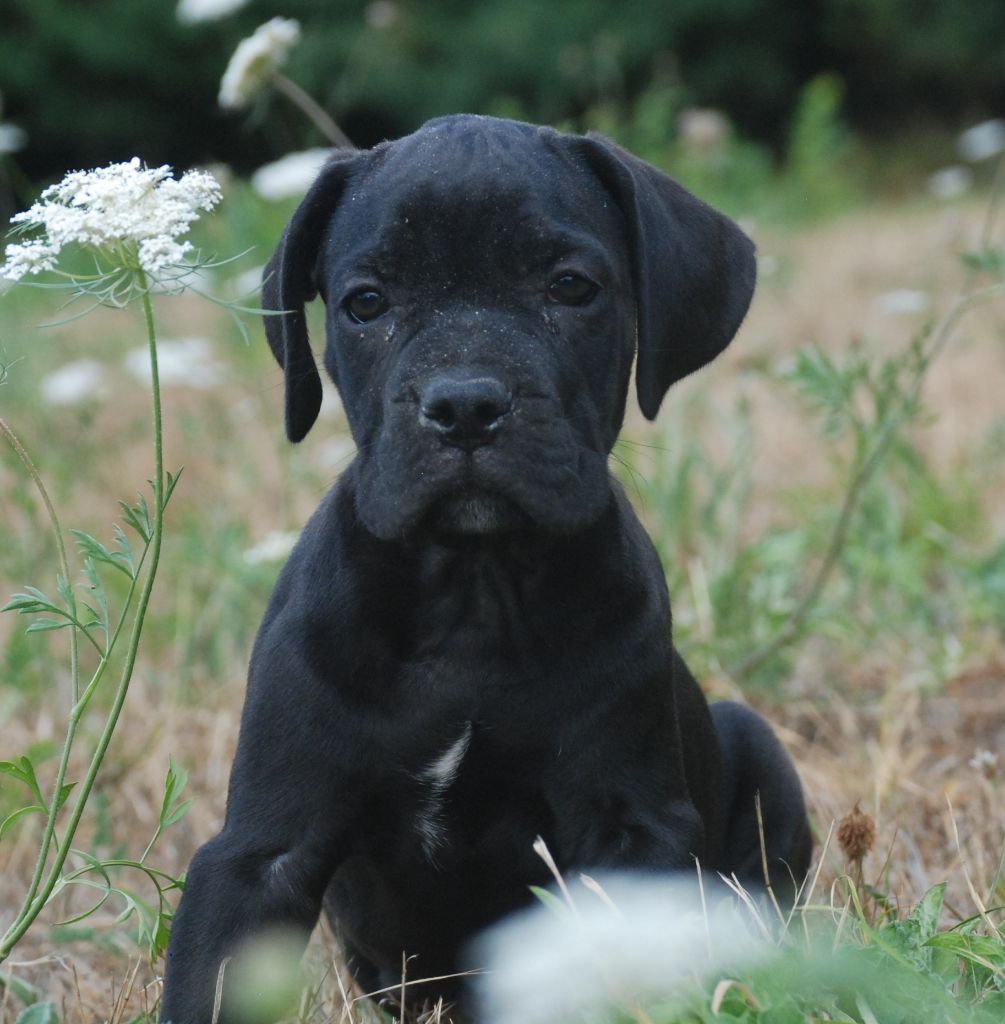 des Lares de l'Aurévière - Chiots disponibles - Cane Corso