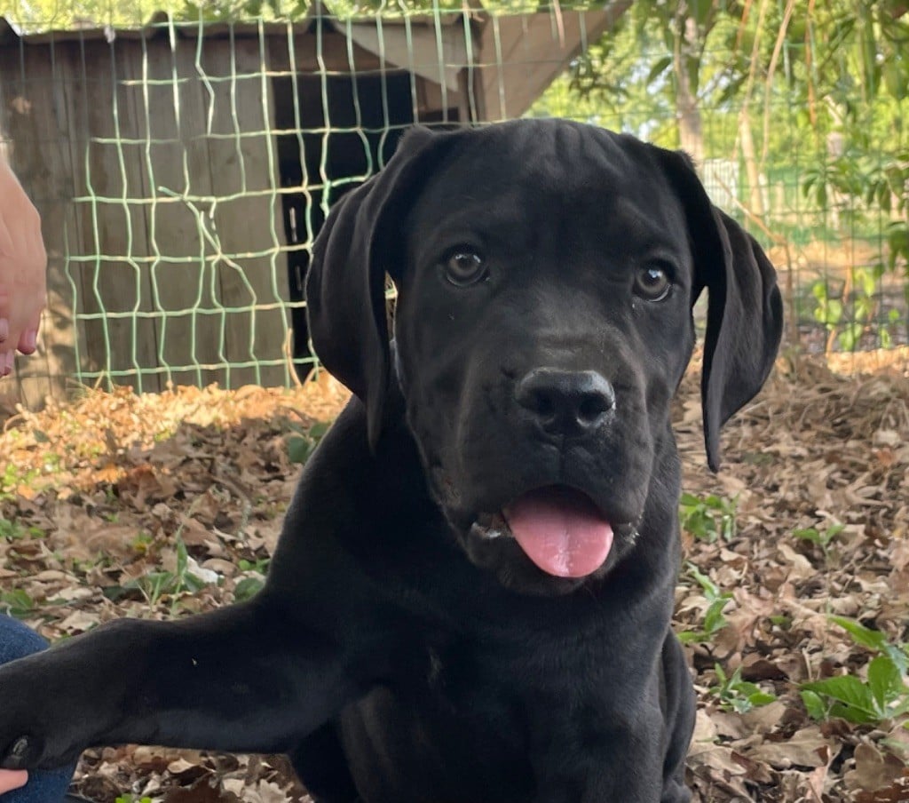 des Lares de l'Aurévière - Chiots disponibles - Cane Corso