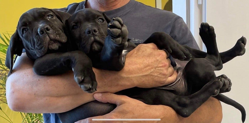 Chiot Cane Corso des Lares de l'Aurévière