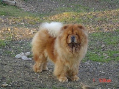 des Oursons de petit-palais - Akira , chow-Chow au salon de l'agriculture et à la Cruft