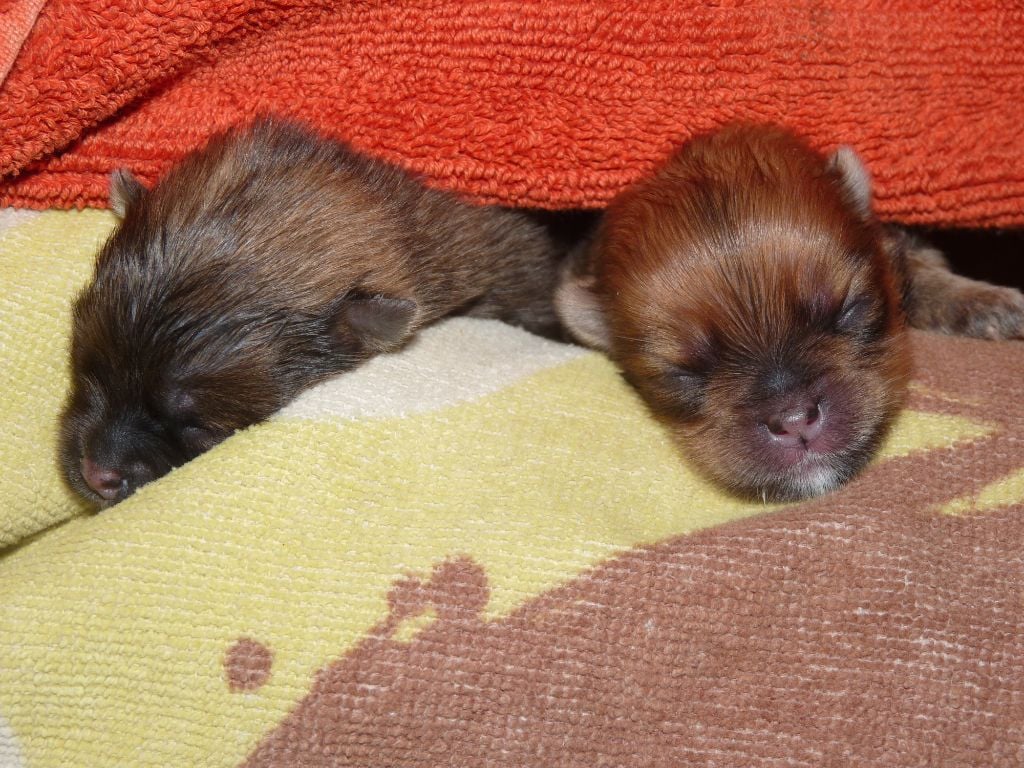 des Oursons de petit-palais - Nouvelle naissance ! 