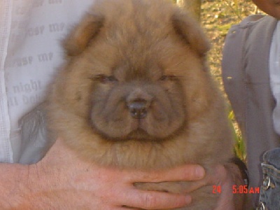 des Oursons de petit-palais - BB Chow-Chow en photos