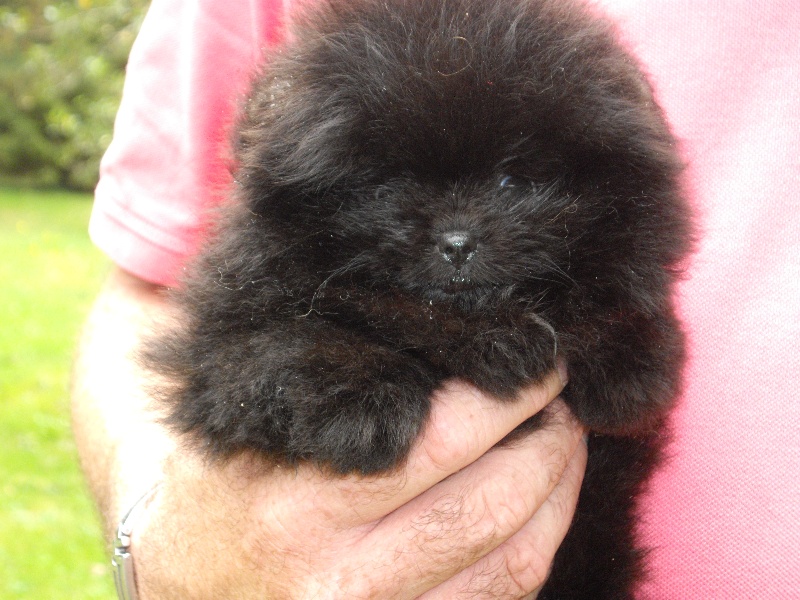 Chiot Spitz allemand des Oursons de petit-palais