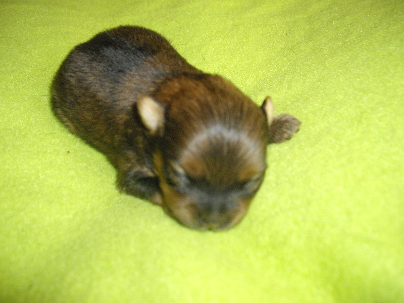 Chiot Spitz allemand des Oursons de petit-palais