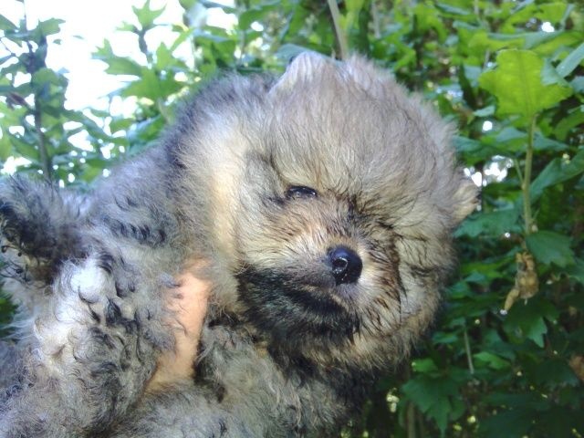 Chiot Spitz allemand des Oursons de petit-palais