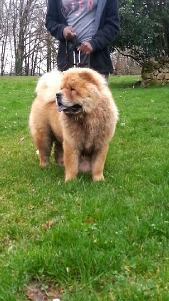 des Oursons de petit-palais - Chiots disponibles - Chow Chow