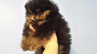 pomeranian Black and Tan Look