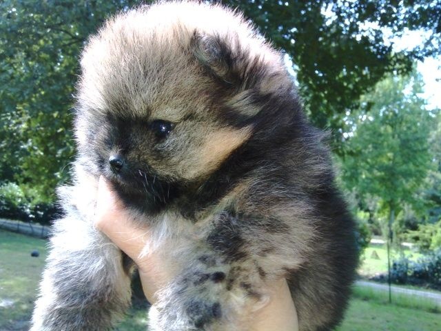 Chiot Spitz allemand des Oursons de petit-palais